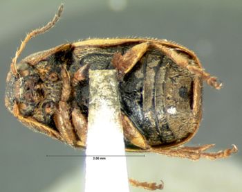 Media type: image; Entomology 9284   Aspect: habitus ventral view